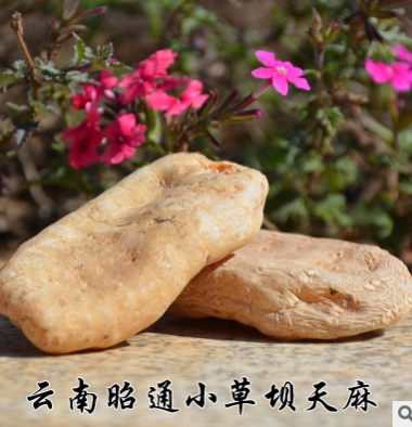 昭通小草坝天麻 优质天麻 云南名贵药材 昭通天麻图3