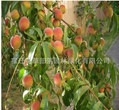 正宗嫁接果树苗 桃树苗 南方北方种植 油桃水蜜桃 新品种当年结果图2