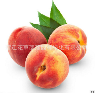 正宗嫁接果树苗 桃树苗 南方北方种植 油桃水蜜桃 新品种当年结果图3