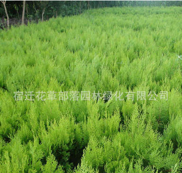 热销推荐绿化蜀桧苗 沙金柏 侧柏苗 桧柏价格 欢迎咨询图2