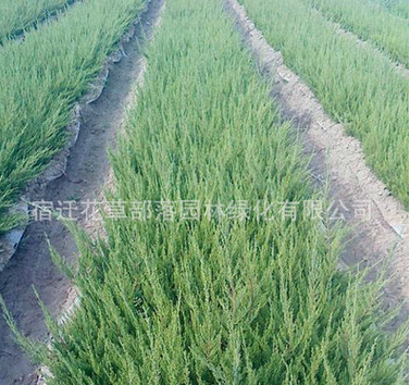 热销推荐绿化蜀桧苗 沙金柏 侧柏苗 桧柏价格 欢迎咨询图3