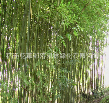 基地提供绿化竹子苗 盆摘竹子苗 青竹子苗 可做庭院布置图2