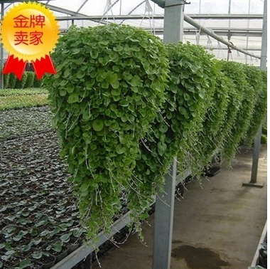 马蹄金草种低价批发图2