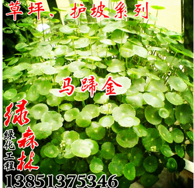 马蹄金草种低价批发图3