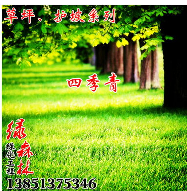 批发护坡四季青草坪护坡早熟禾 草坪护坡高羊茅 耐高温 耐践踏图2