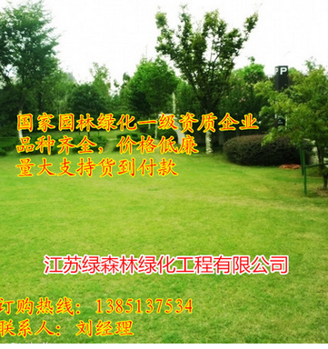 批发护坡四季青草坪护坡早熟禾 草坪护坡高羊茅 耐高温 耐践踏图3