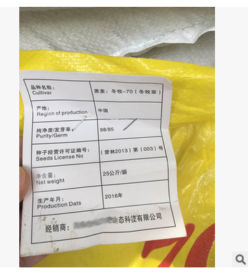 冬牧70黑麦草 耐寒牧草种 猪牛羊鸡鸭鱼兔通用型草种黑麦草图2