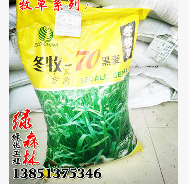 冬牧70黑麦草 耐寒牧草种 猪牛羊鸡鸭鱼兔通用型草种黑麦草图3
