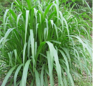 新型皇竹草种 王草 皇草杂交甜象草 草种 夜明珠牧草图3