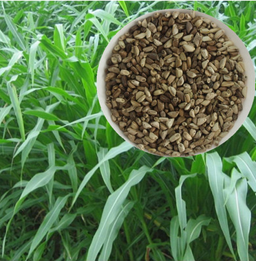牧草草籽 黑麦草 紫花苜蓿墨西哥玉米绿肥皇竹草菊苣养羊牛鱼种籽图3