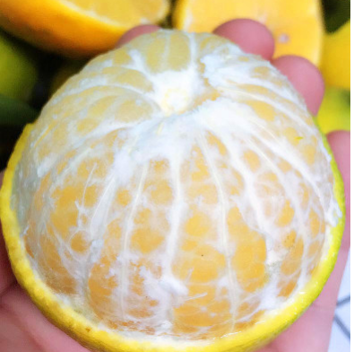 广西水果灵山皇帝柑 薄皮柑橘新鲜水果5斤装果园直供 一件代发图2