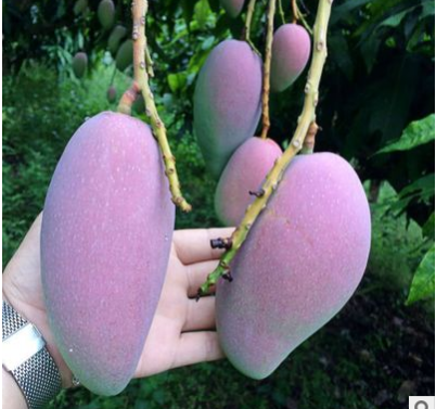 海南贵妃芒新鲜水果红金龙芒果非凯特芒果青芒玉芒5斤装一件代发图3