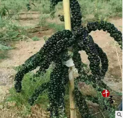 2年苗南方北方可种植 盆栽地栽 黑枸杞树苗 当年结果 包活包邮图3