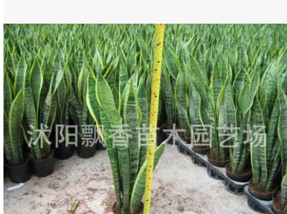 批发 虎尾兰 虎皮兰盆栽 盆景多肉植物盆栽图2