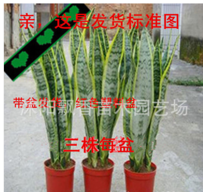 批发 虎尾兰 虎皮兰盆栽 盆景多肉植物盆栽图3
