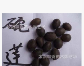 水培碗莲种子植物盆栽荷花种子阳台花卉室内外图2