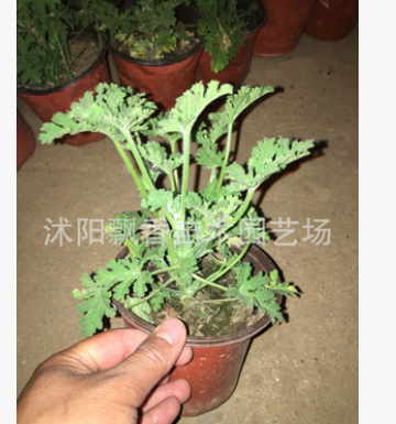 驱蚊草苗 食虫草除虫草 家庭阳台盆栽易种蚊净香草 夏日不再怕图2