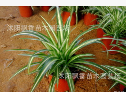 批发室内小盆栽 净化空气 金边吊兰 青叶吊兰盆景 多肉植物苗木图2