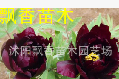 盆栽花卉1-9年苗牡丹花苗菏泽牡丹洛阳牡丹苗牡丹花苗批发包邮图3