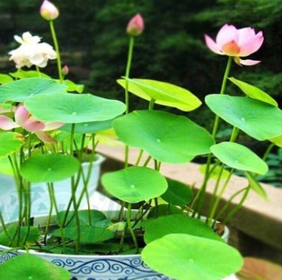 包邮水培水生植物阳台室内外盆栽花卉碗莲荷花 已开口碗莲图3
