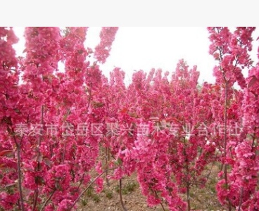 山东苗木基地种植出售北美海棠 成活率高北美海棠 道路绿化苗木图2