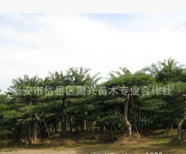 供应绿化园林景松 供应景区景松 价格优惠 欢迎选购造型松图2