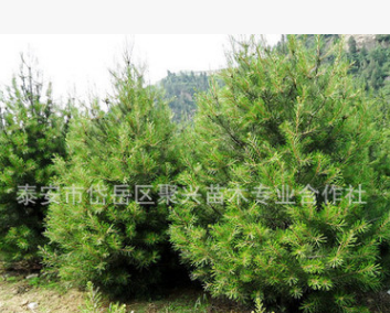 城市绿化白皮松 造型优美 多年生白皮松 白皮松小苗 量大优惠图1
