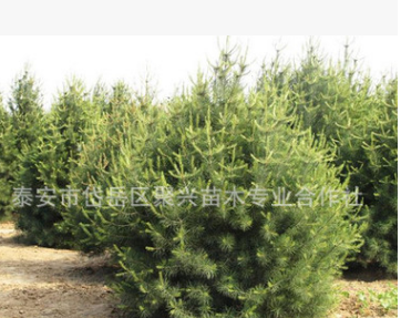 城市绿化白皮松 造型优美 多年生白皮松 白皮松小苗 量大优惠图2