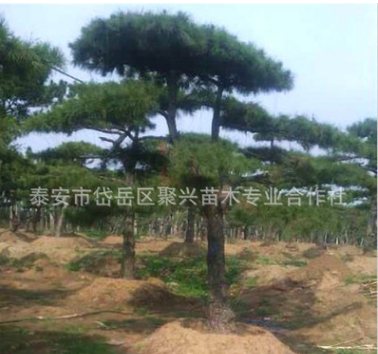 现货销售迎客松 成型迎客松 造型美观精品迎客松 特色迎客松图3