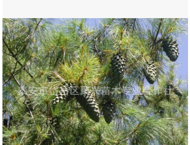 基地专业种植销售华山松 各种规格华山松 耐寒耐旱华山松图1