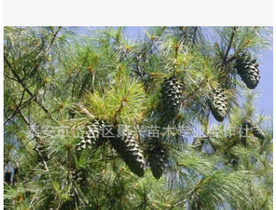 基地专业种植销售华山松 各种规格华山松 耐寒耐旱华山松