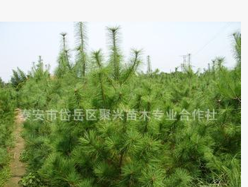 基地专业种植销售华山松 各种规格华山松 耐寒耐旱华山松图2