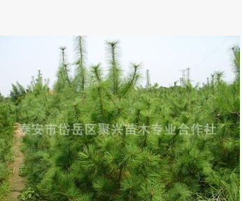 园林绿化苗木华山松 常年供应园林绿化苗木 量大优惠图1