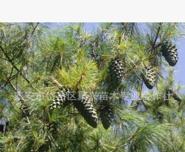 园林绿化苗木华山松 常年供应园林绿化苗木 量大优惠图3
