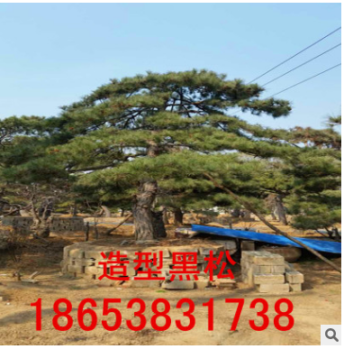 热销造型黑松 造型黑松 欢迎实地考察 多年生造型黑松图1