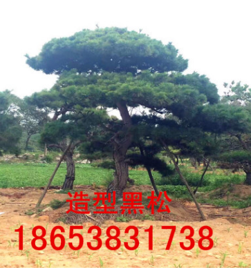 热销造型黑松 造型黑松 欢迎实地考察 多年生造型黑松图2