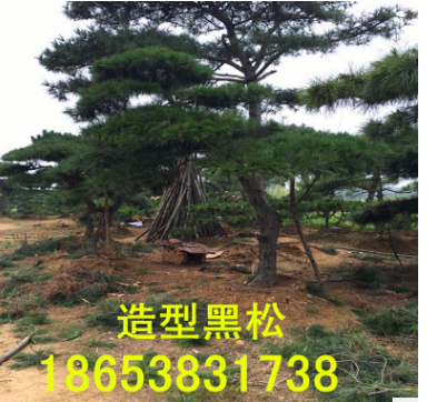 热销造型黑松 造型黑松 欢迎实地考察 多年生造型黑松图3