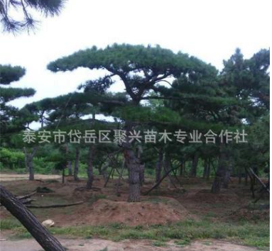 山东基地供应迎客松 园林景观绿化用 低价销售精品迎客松图3