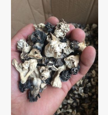 巴蘑菇新疆土特产巴楚野生蘑菇野生羊肚菌洗干净的干蘑菇