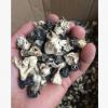 巴蘑菇新疆土特产巴楚野生蘑菇野生羊肚菌洗干净的干蘑菇