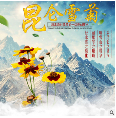 雪菊昆仑雪菊雪菊胎菊老年产品新疆雪菊500克包邮一件代发图2