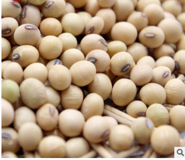 千年客家黄豆450g大中小黄豆五谷杂粮豆浆豆腐皮腐竹粮油米特产图3