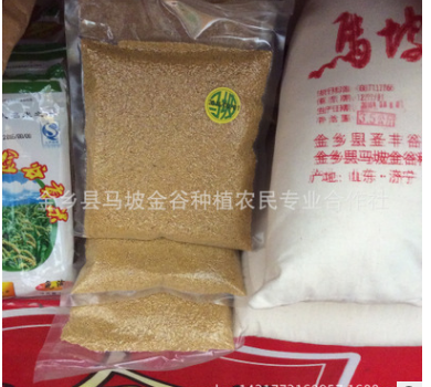 小黄米 山东农家有机小黄米 金谷小黄米图3