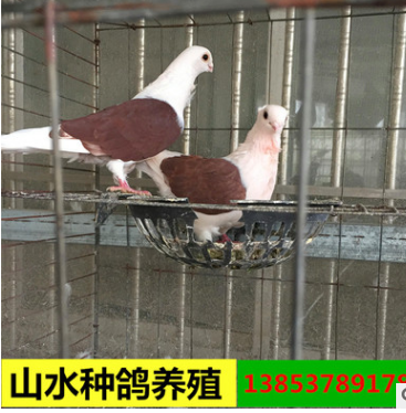 头型鸽一只多重 马头蛇头鸽价格 山水种鸽养殖场图2