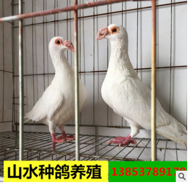 红色大鼻子观赏鸽 山水种鸽养殖出售优质鸽子图2