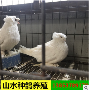 特大的肉鸽 山水种鸽出售特大 元宝鸽 公斤鸽图2