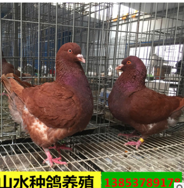 元宝鸽特点是什么 山水种鸽养殖诚信为本图3