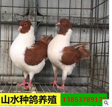 天津摩登那观赏鸽一对多少钱？观赏鸽养殖图2