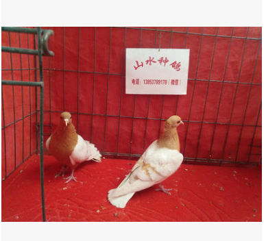天使观赏鸽2016市场价格多少 天使鸽有哪些颜色 山水种鸽养殖场