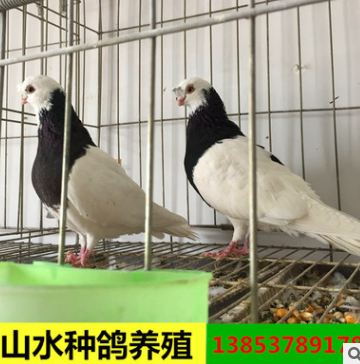 风头两头乌两头红观赏鸽图片 哪里有两头乌两头红观赏鸽 山水种鸽图2